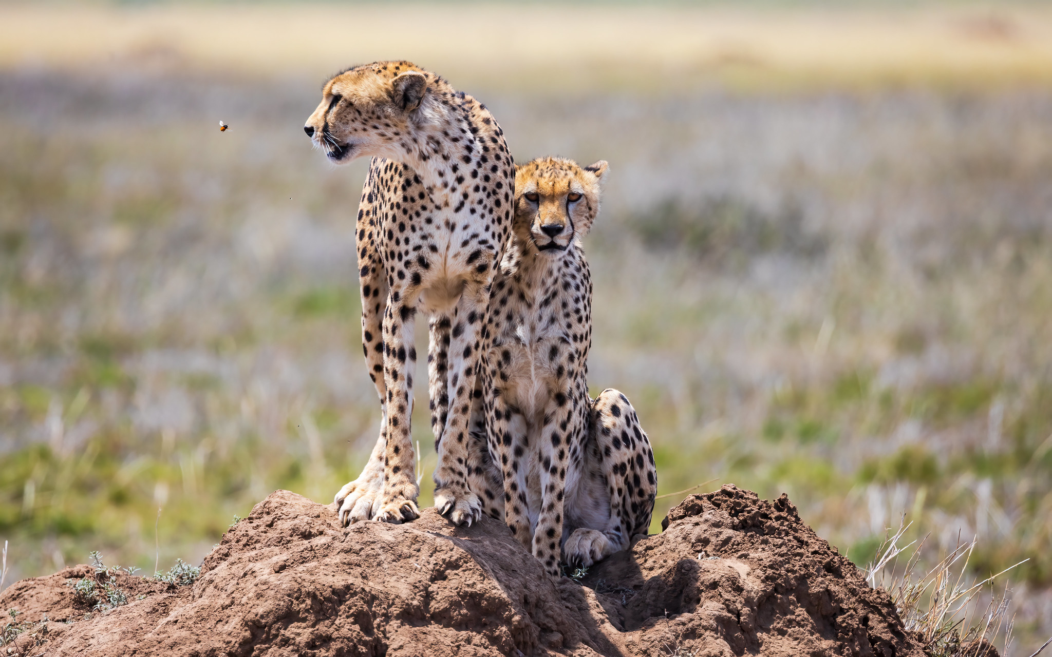 Test Tanzania safari