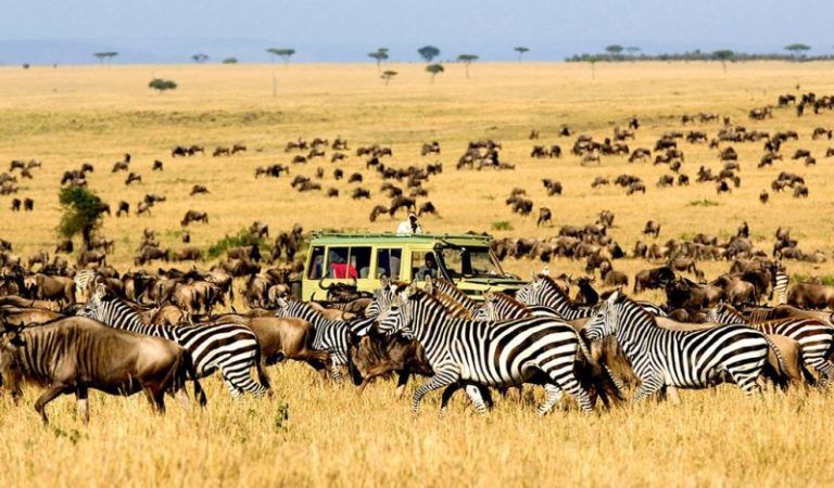 7 days Wildebeest Migration Calving Season Safari