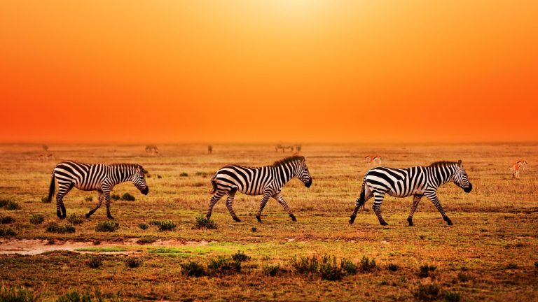 9 Days Adventure Safari in Tanzania