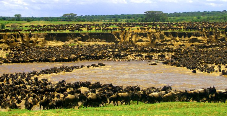 “10 Fascinating Facts about Serengeti Migration”