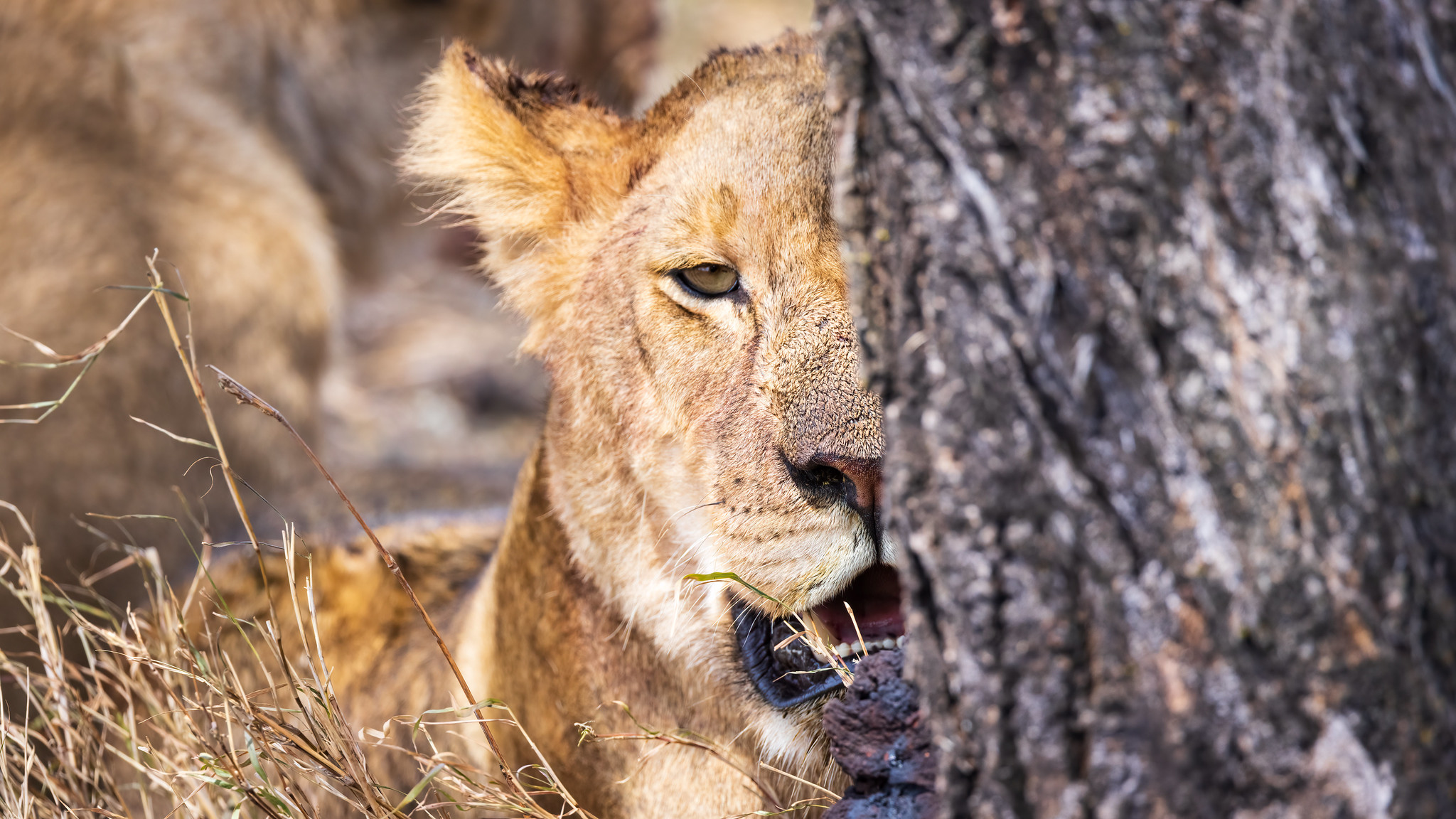 6 days Call of Wildlife Safari in Tanzania