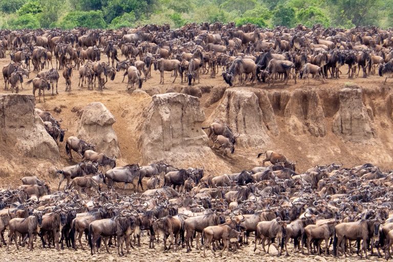 “Wildebeest Migration in Botswana: An Overview”