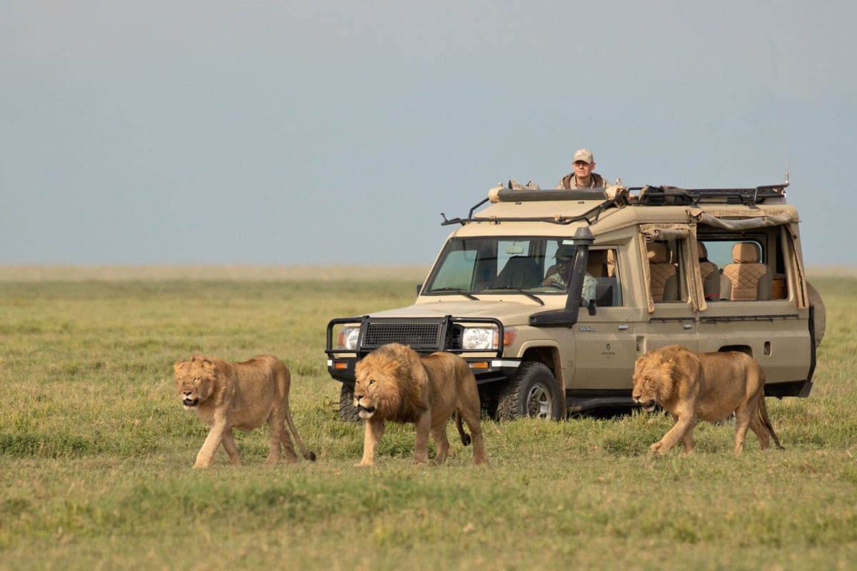 Short Tanzania safari