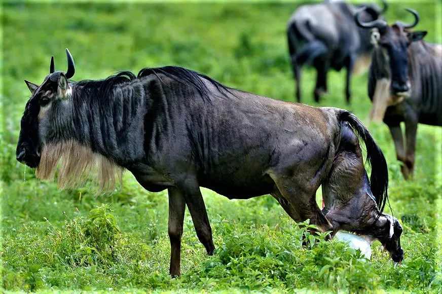 wildebeest calving safari
