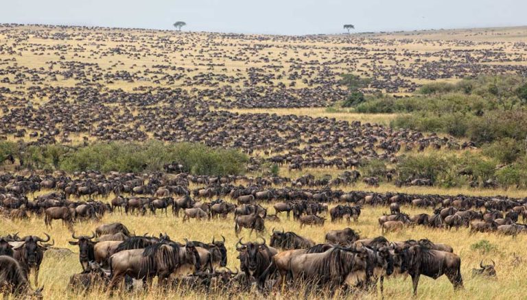“The Great Migration of the Serengeti”