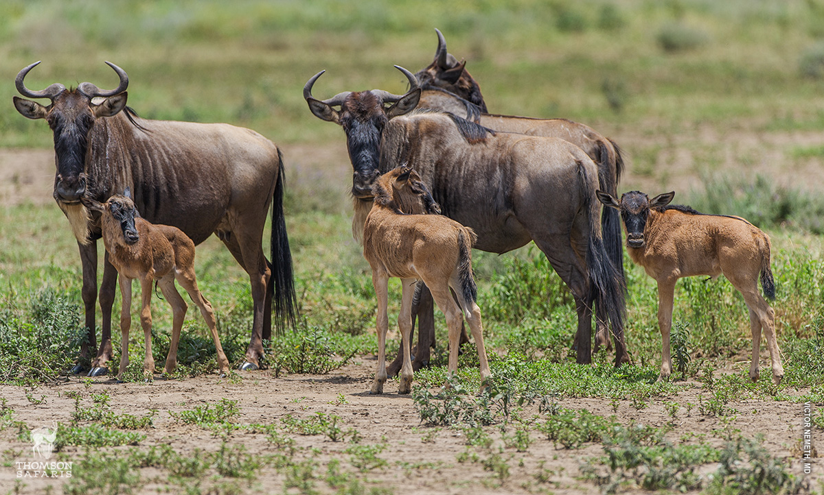 serengeti wildebeest migration calving safari season