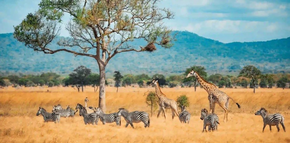 10-Day Southern Tanzania Safari