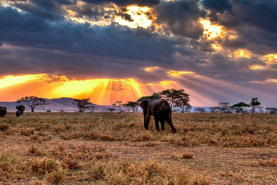 10-Day Southern Tanzania Safari