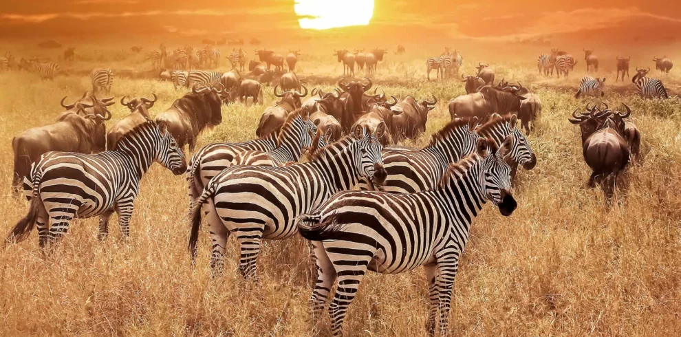 12 Days Safari and Zanzibar