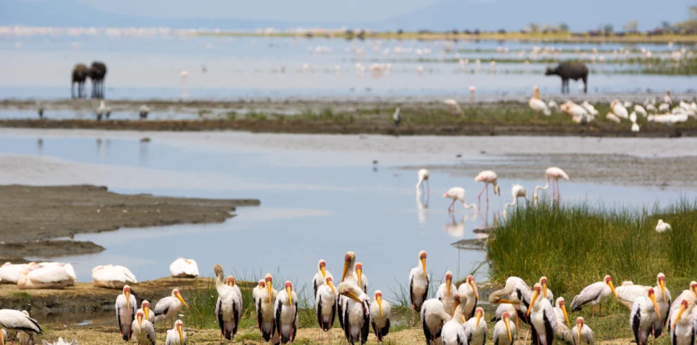 14 Days Great Migration & Zanzibar Vacation