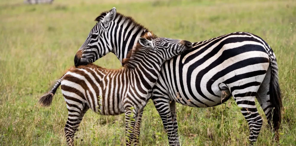 17 Days Tanzania Safari and Zanzibar Vacation