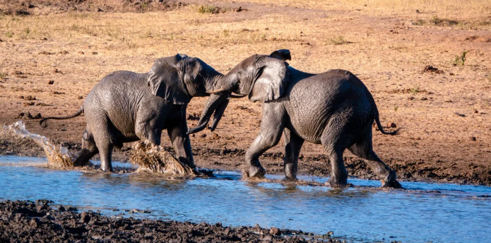 3 Day Nyerere National Park Safari