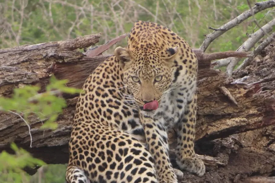 3 Day Nyerere National Park Safari