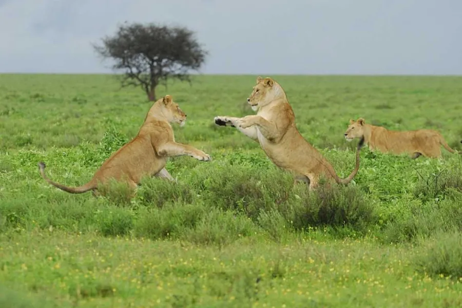 3-Day Short Tanzania Safari
