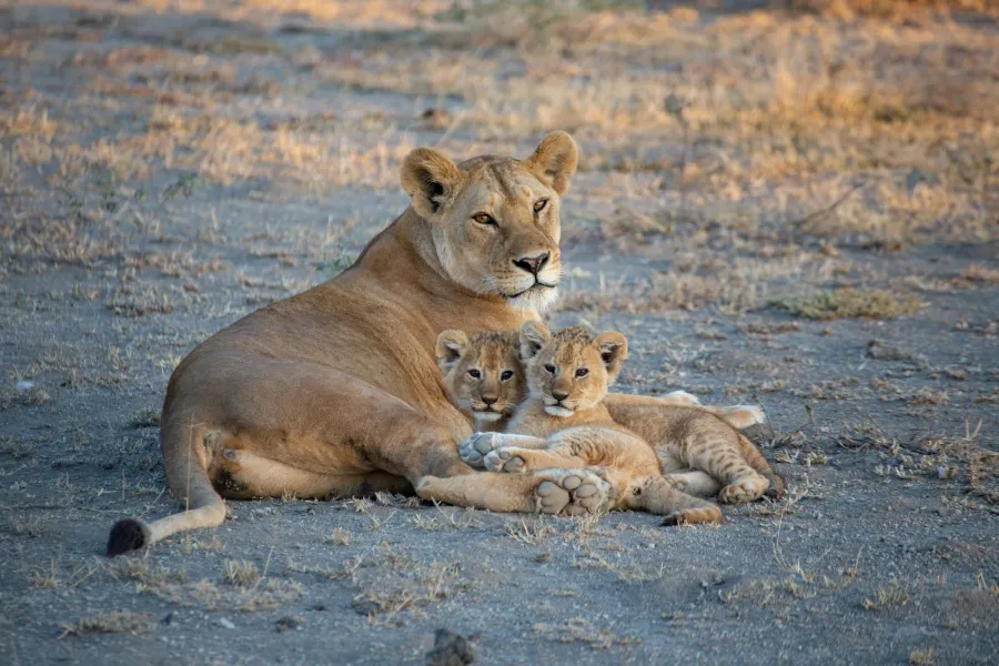 3-Day Test of Tanzania Safari