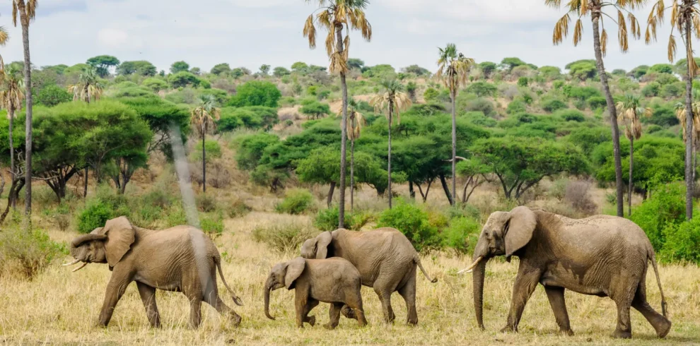 3-Day Test of Tanzania Safari