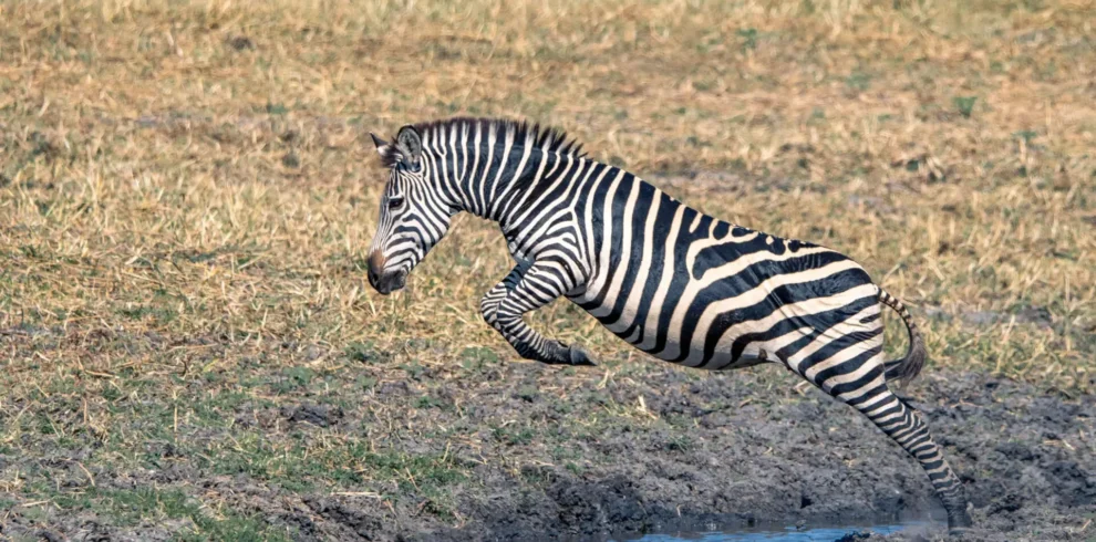 4-Day Ruaha National Park