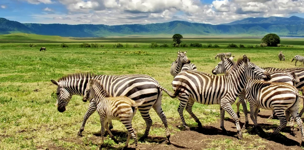 4-Day Serengeti and Ngorongoro Crater