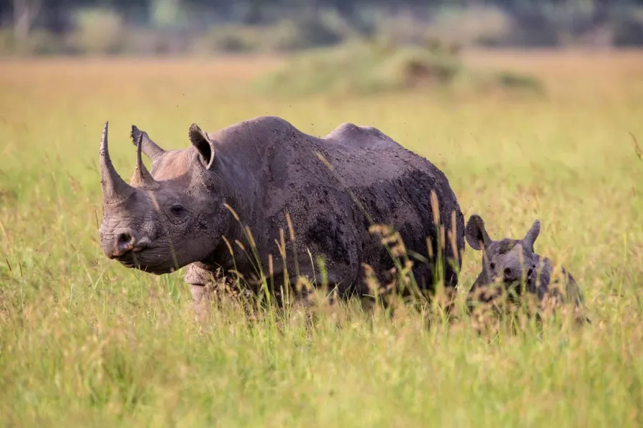 4-Day Serengeti and Ngorongoro Crater