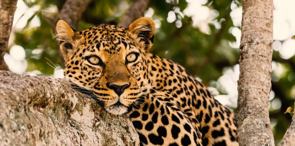 4 Days Introducing Tanzania Safari