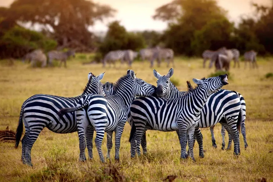 4 Days Introducing Tanzania Safari