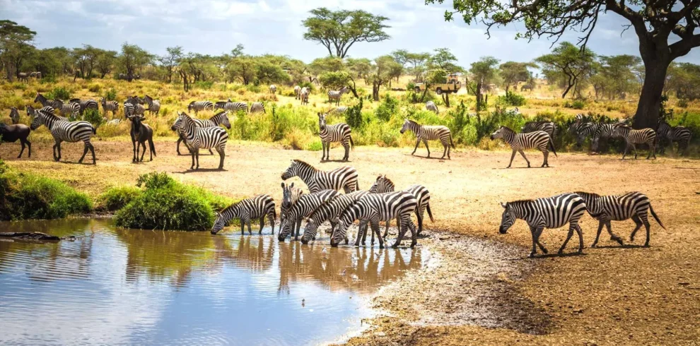5-Day Affordable Tanzania Safari