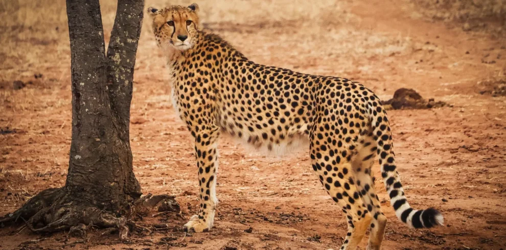 5-Day Group Tour Safari in Tanzania