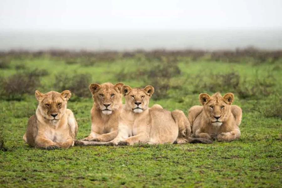 5-Day Group Tour Safari in Tanzania