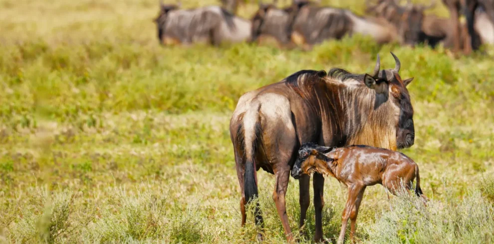 5-Day Predators and Calving Season safari