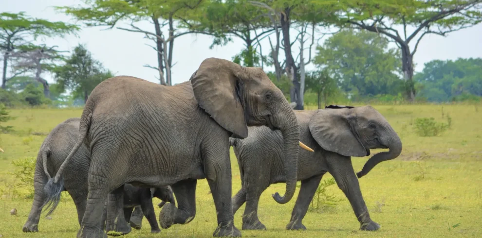 5 Days Comfortable Tanzania Safari