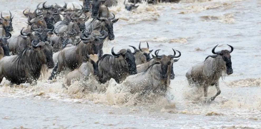 5 Days Serengeti Wildebeest Migration Safari