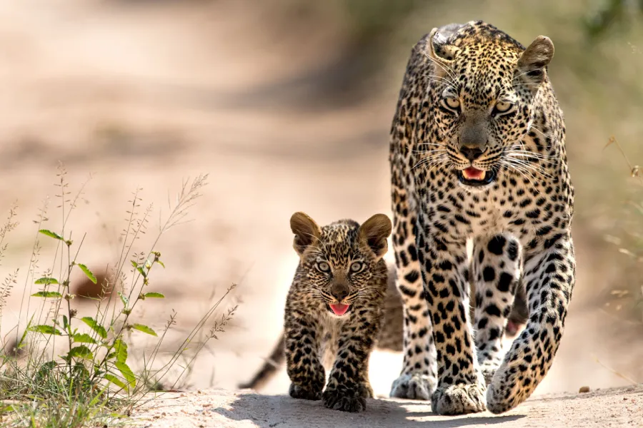 5 Days Tanzania Lodge Safari