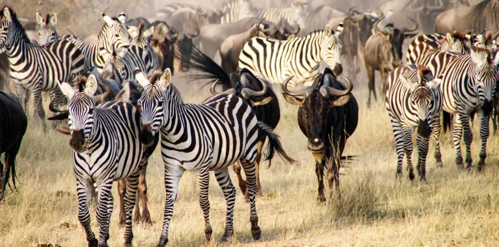 6-Day Call of Wildlife Safari in Tanzania