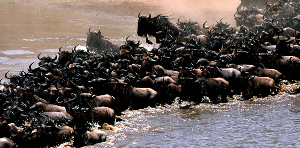 6-Days Wildebeest Migration Safari In Tanzania