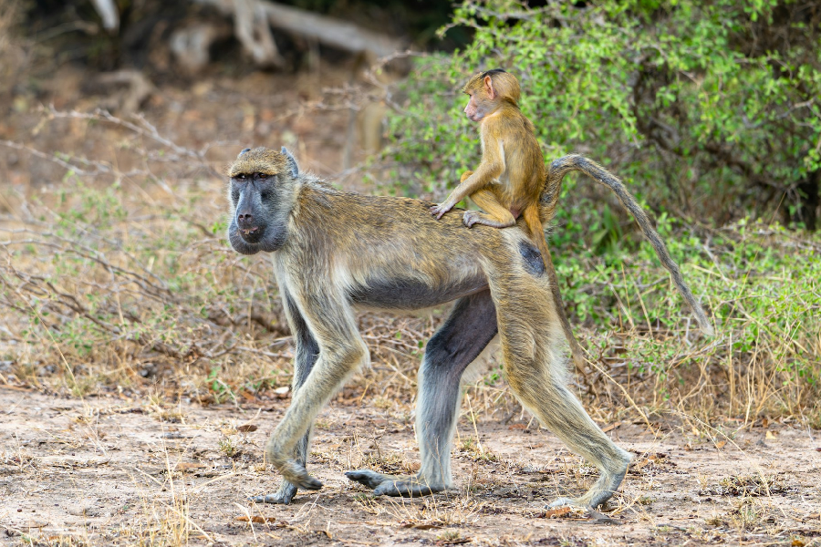 7-Day Southern Tanzania Safari Adventure