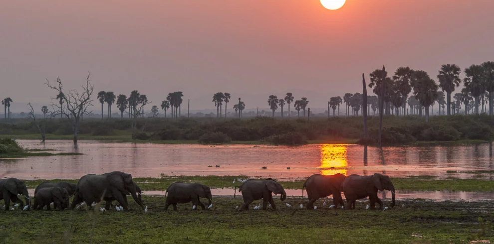 7-Day Southern Tanzania Safari Adventure