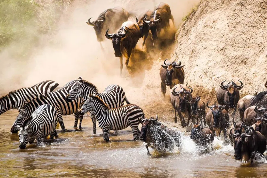 7-Day Wildebeest crossing in Tanzania