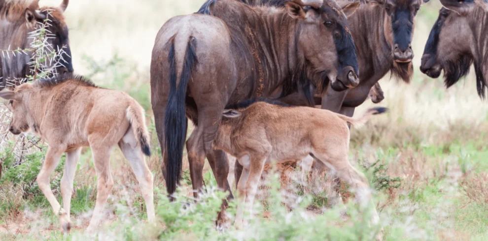 7-Day Wildebeest Migration Calving