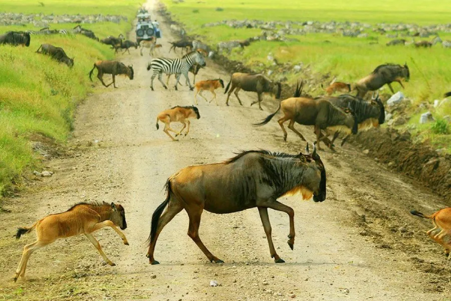 7-Day Wildebeest Migration Calving