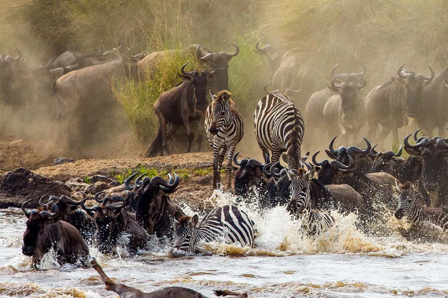 7-Days wildebeest Migration calving safari