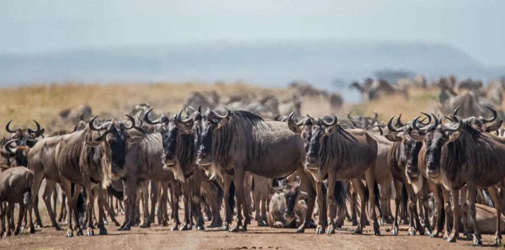 7-Days wildebeest Migration calving safari