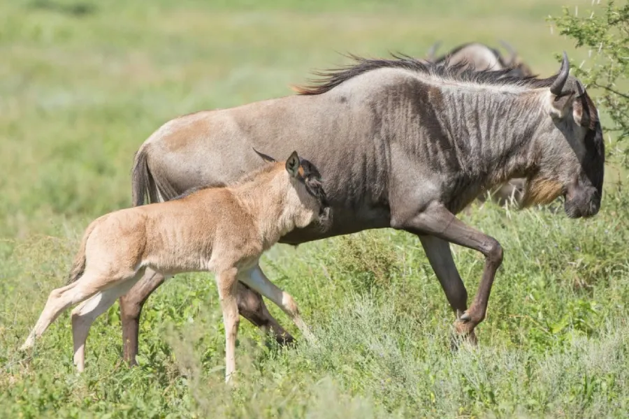 8-Day Calving season of Wildebeest