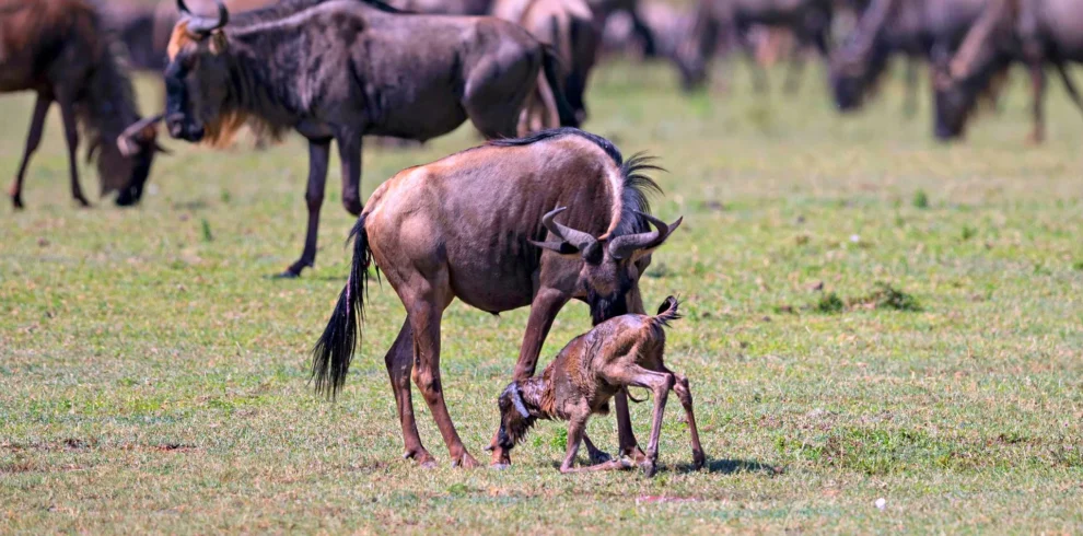 8-Day Calving season of Wildebeest