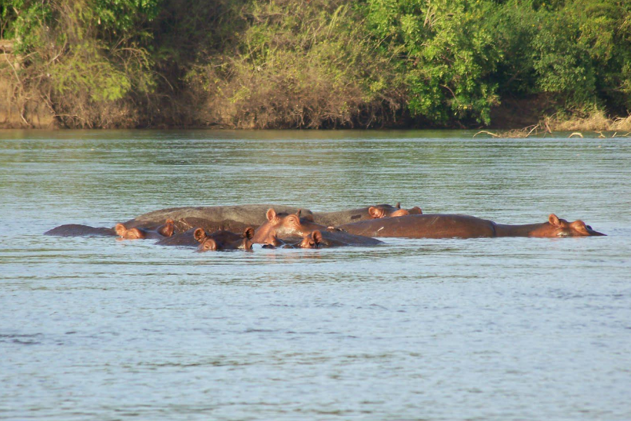 8-Day Nyerere National Park (Selous) And Zanzibar Packages