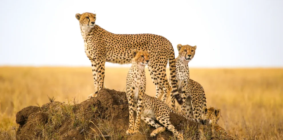 9-Day Adventure Safari in Tanzania