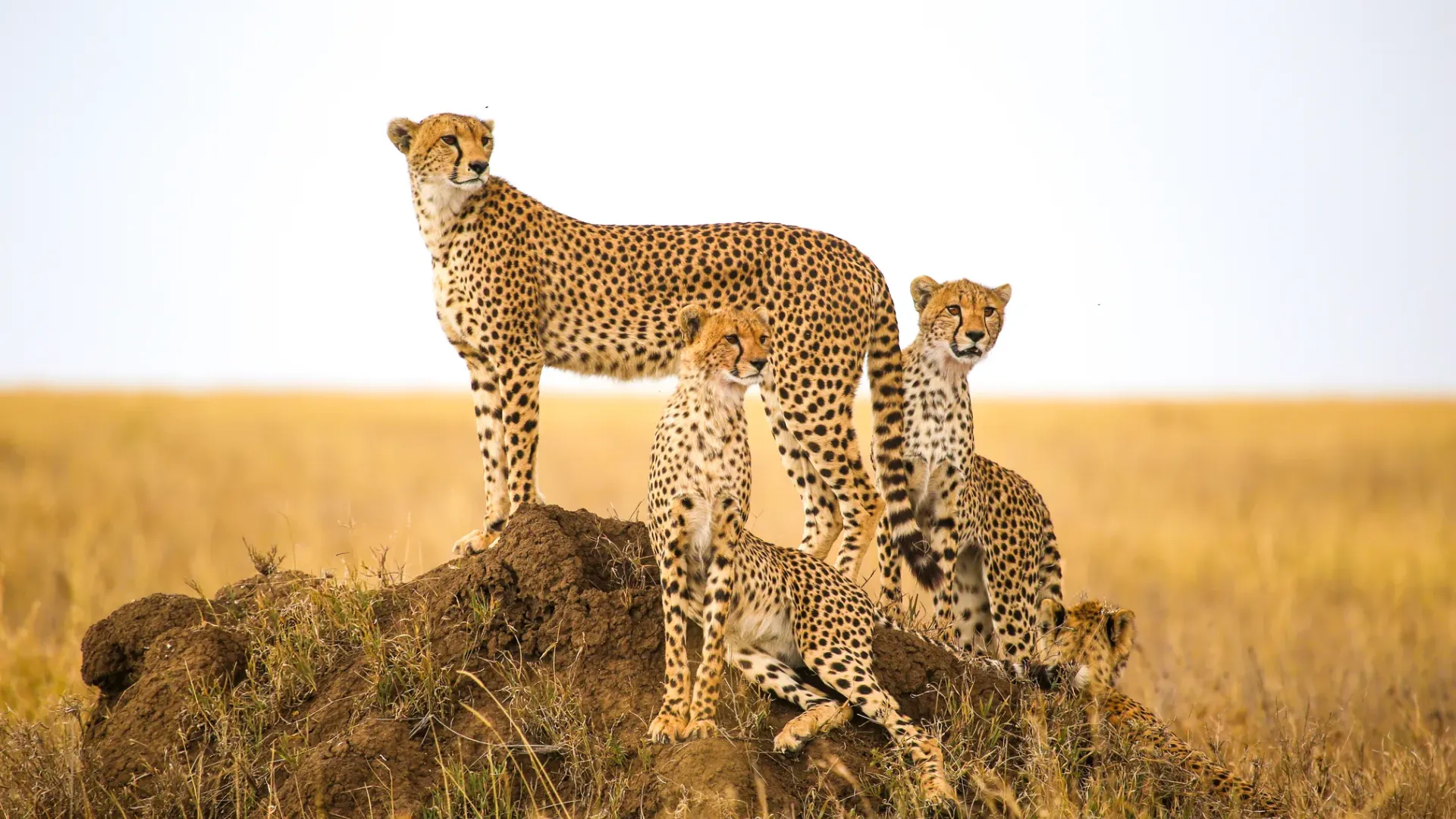 9-Day Adventure Safari in Tanzania