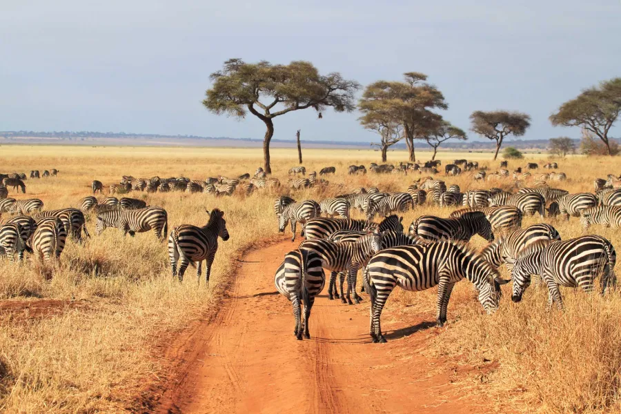 9-Days captivating Tanzania safari
