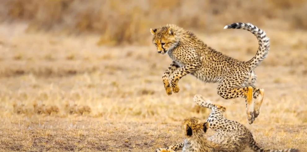 9-Days captivating Tanzania safari