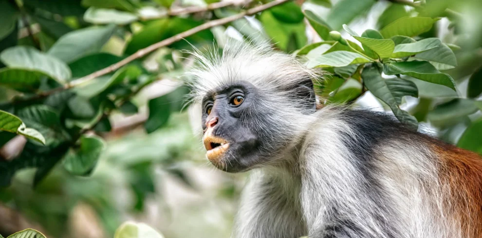 Jozani Forest, Spice Farms, & Stone Town tour