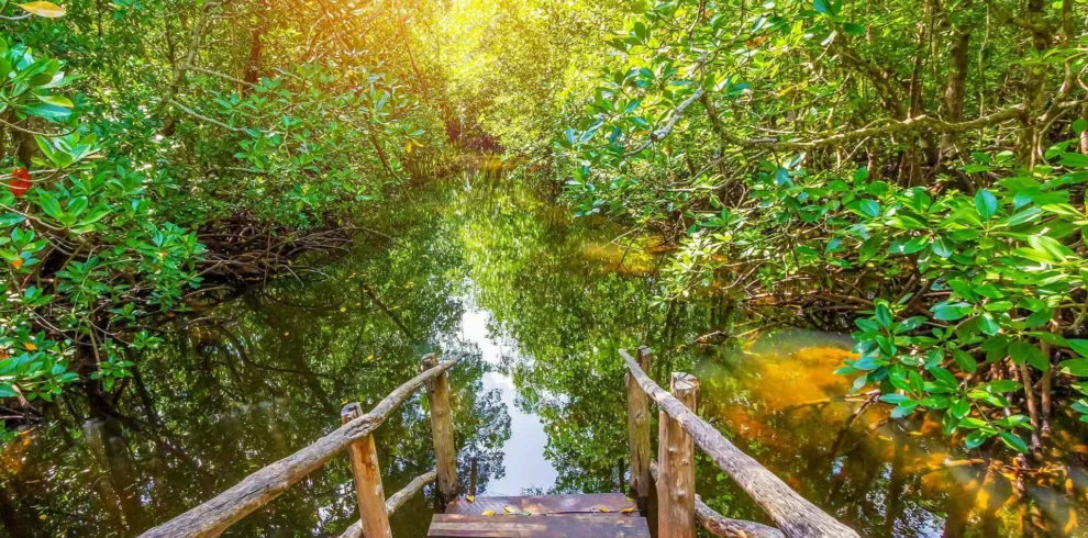 Jozani Forest - Spice farms